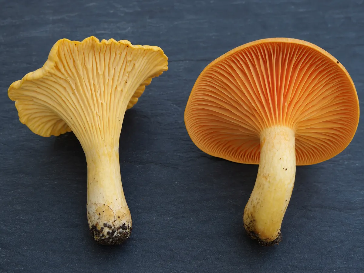 Chanterelle underside with blunt forked ridges and cross-veins