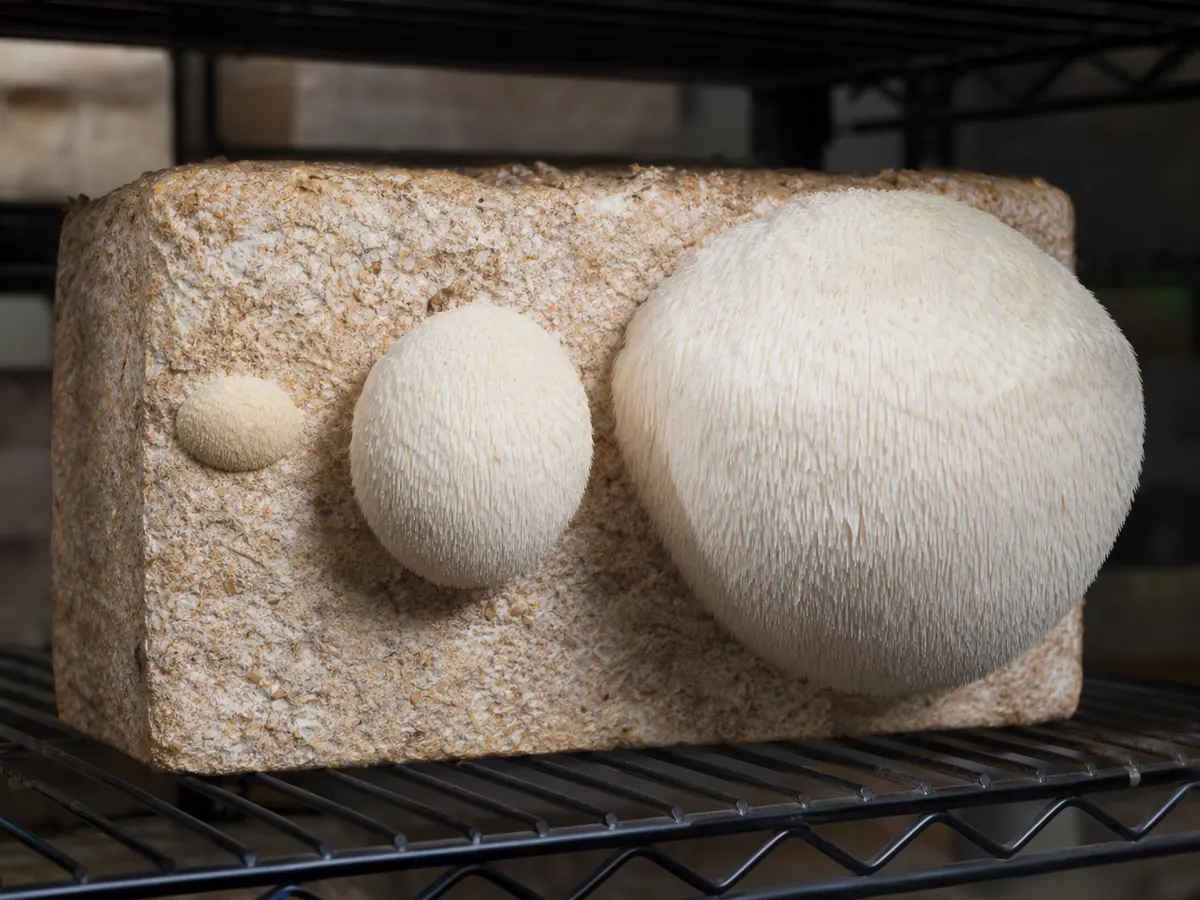 Lion's mane mushroom showing dense hanging teeth on hardwood
