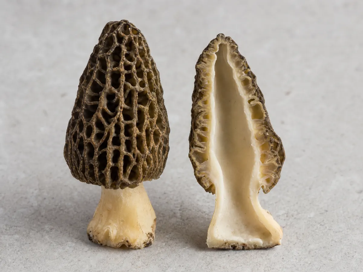 True morel cut from cap to stem to reveal one hollow interior