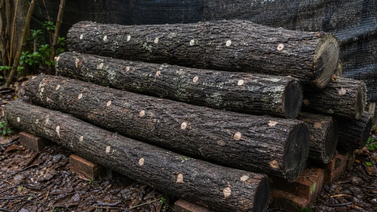 Shiitake logs stacked in shade for home cultivation - best mushrooms to grow at home