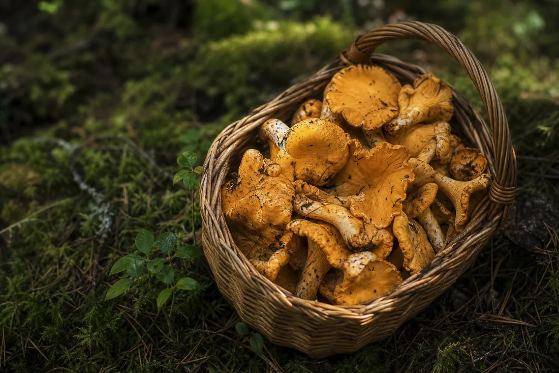 A wicker basket of foraged golden chanterelles on a mossy forest floor