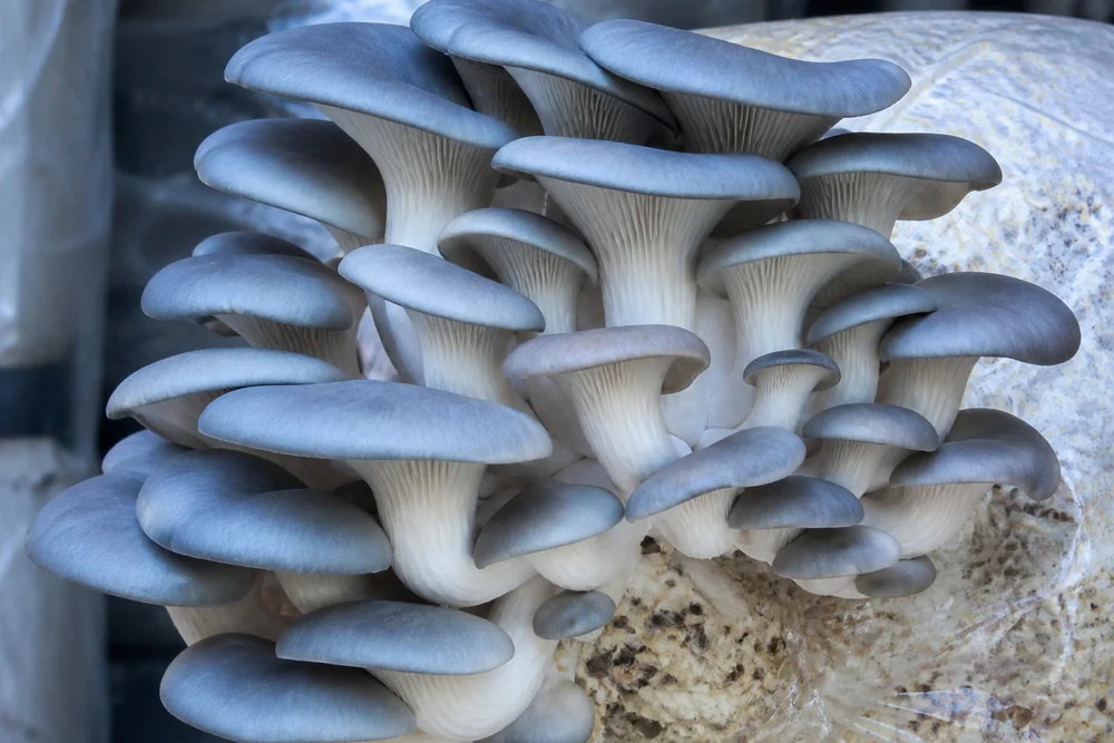 A dense cluster of blue-gray oyster mushrooms with thick fleshy caps and pale substantial stems growing from a substrate block in cool even light