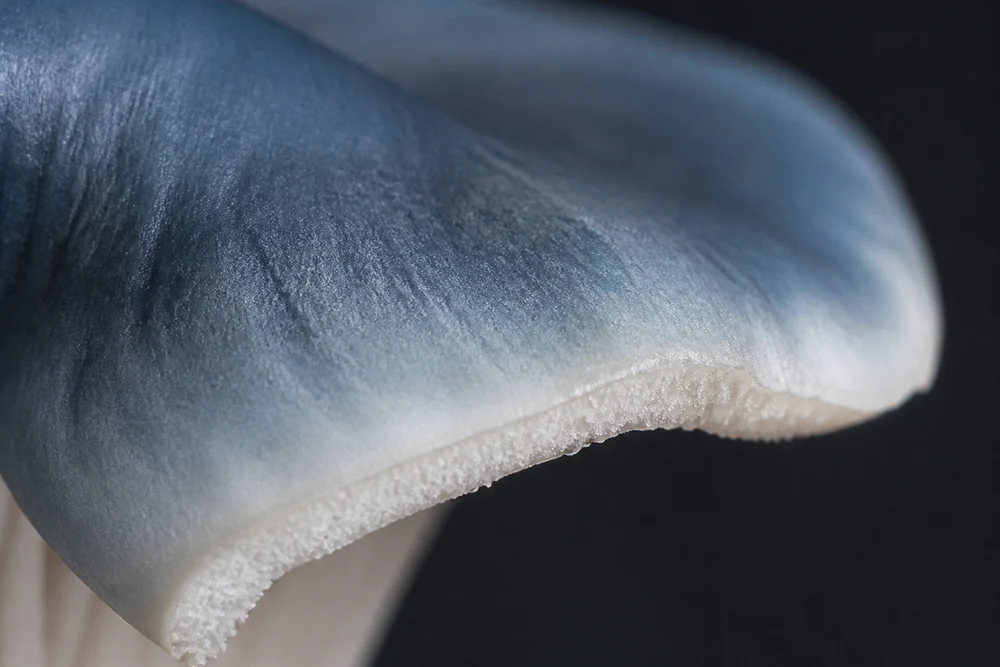 Macro view of a young blue oyster mushroom cap edge showing deep blue-gray pigment on the surface fading toward a pale margin