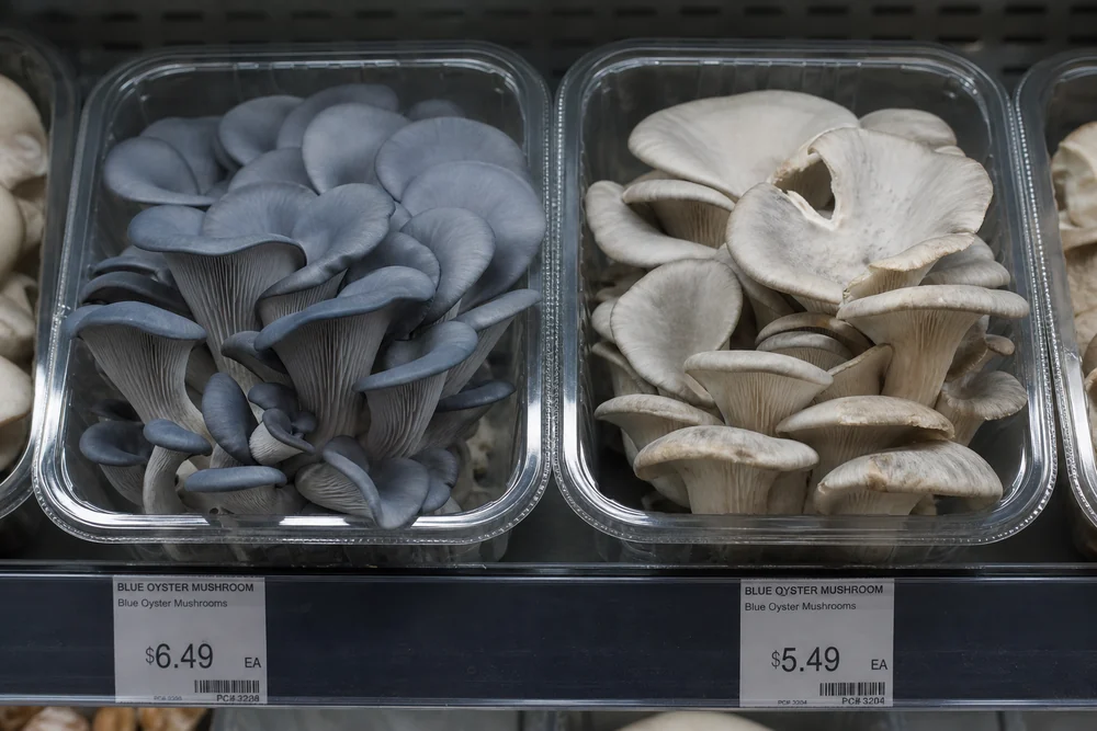 Two punnets of blue oyster mushrooms side by side on a chilled shop shelf, one cluster deeply blue-gray and the other faded to pale gray