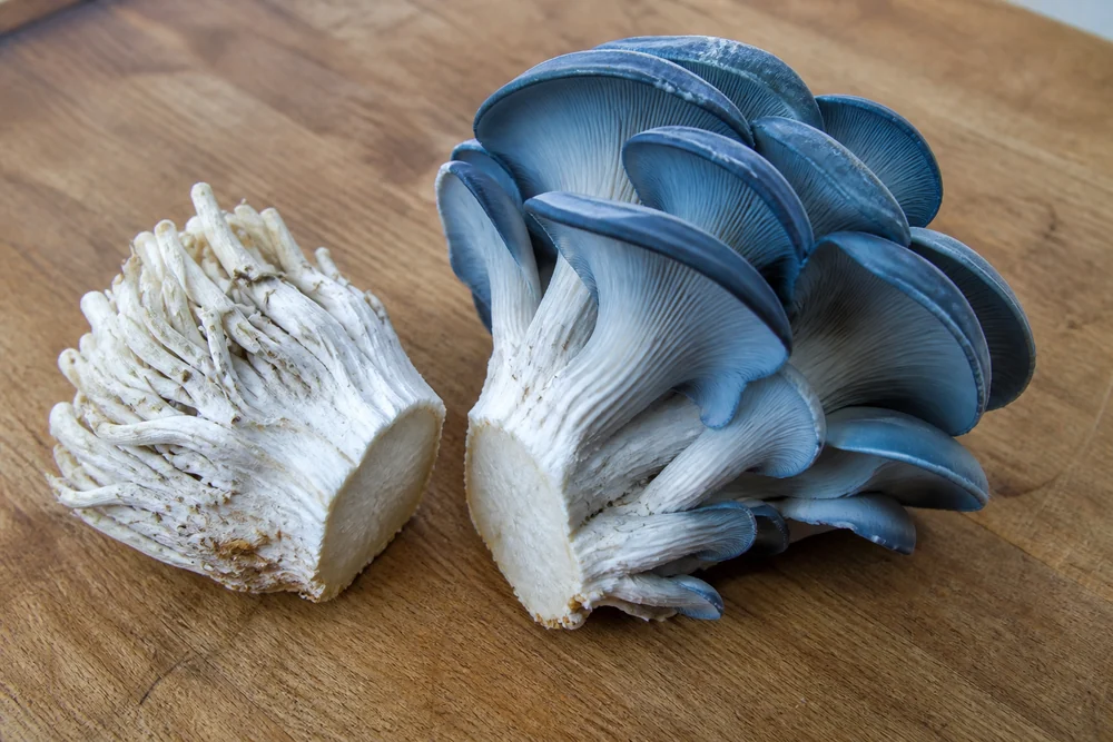 A blue oyster cluster cut at the base on a wooden board with the thick white stem bundle lying beside the separated caps