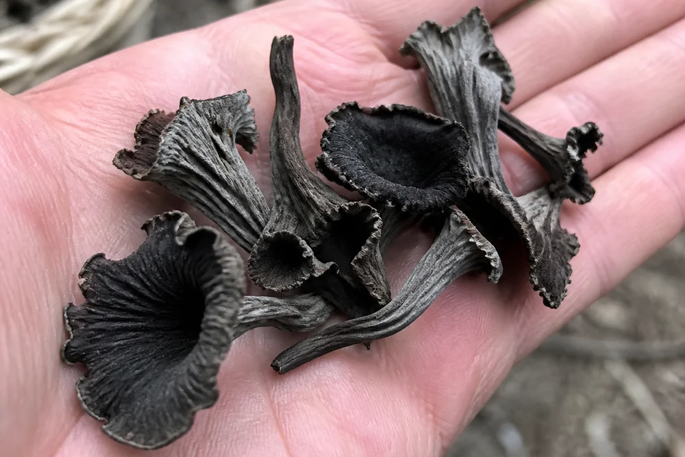 A handful of black trumpet mushrooms held in an open palm showing how thin and papery the funnels are