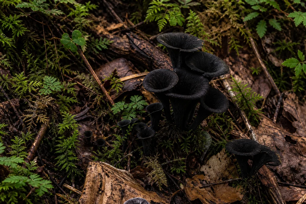 Black trumpet mushrooms growing among moss and dead leaves on a woodland floor, almost invisible against the dark ground