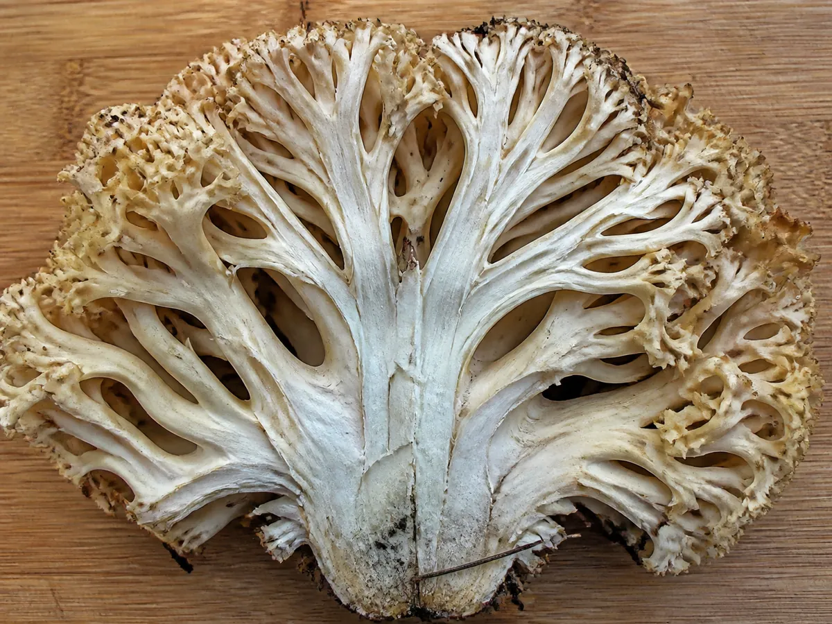 An opened cauliflower mushroom section showing its branching core, clean curled lobes, and inner channels holding needles and grit