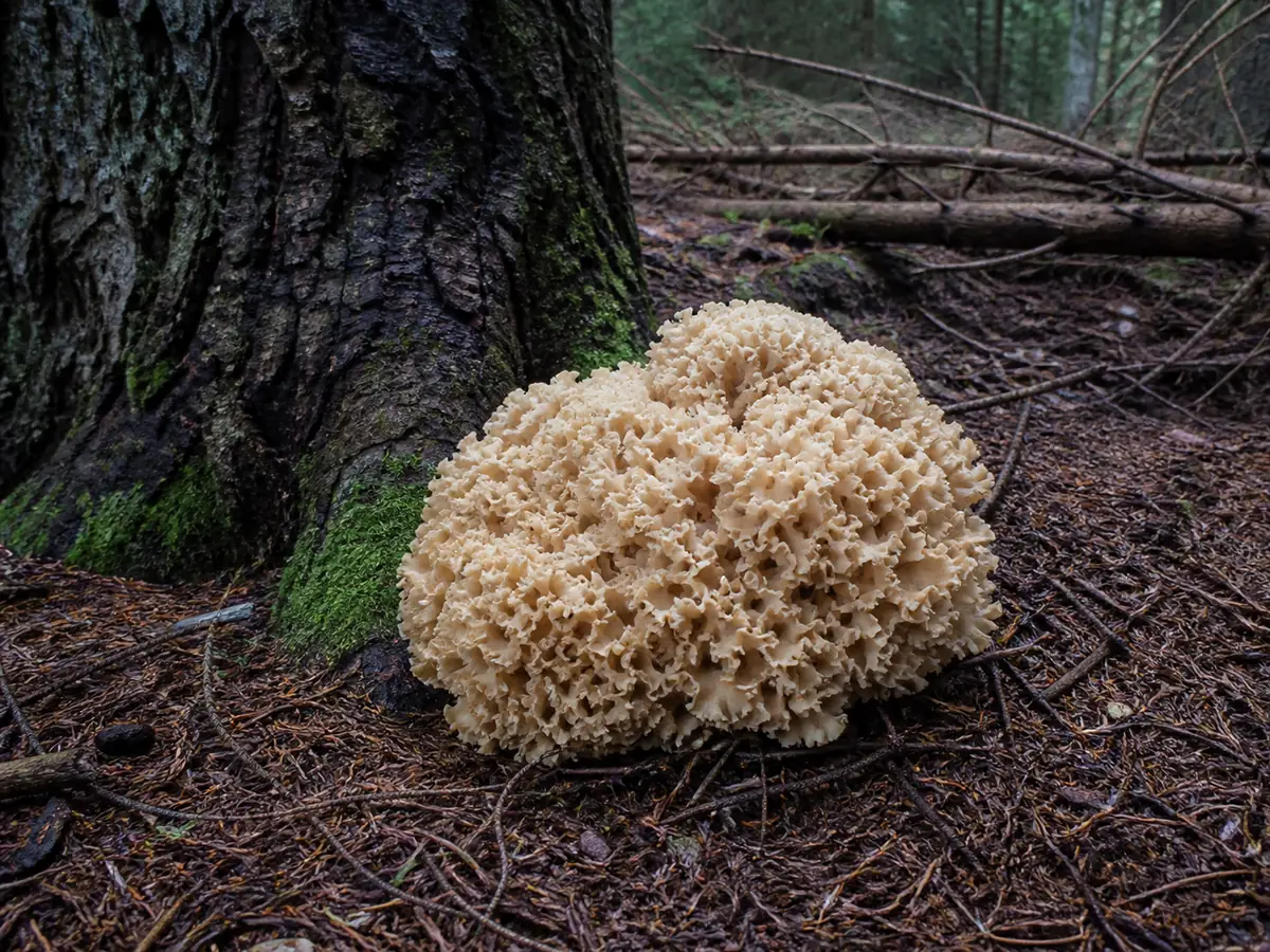 A cream ruffled cauliflower mushroom growing at the base of a conifer among needles and forest soil