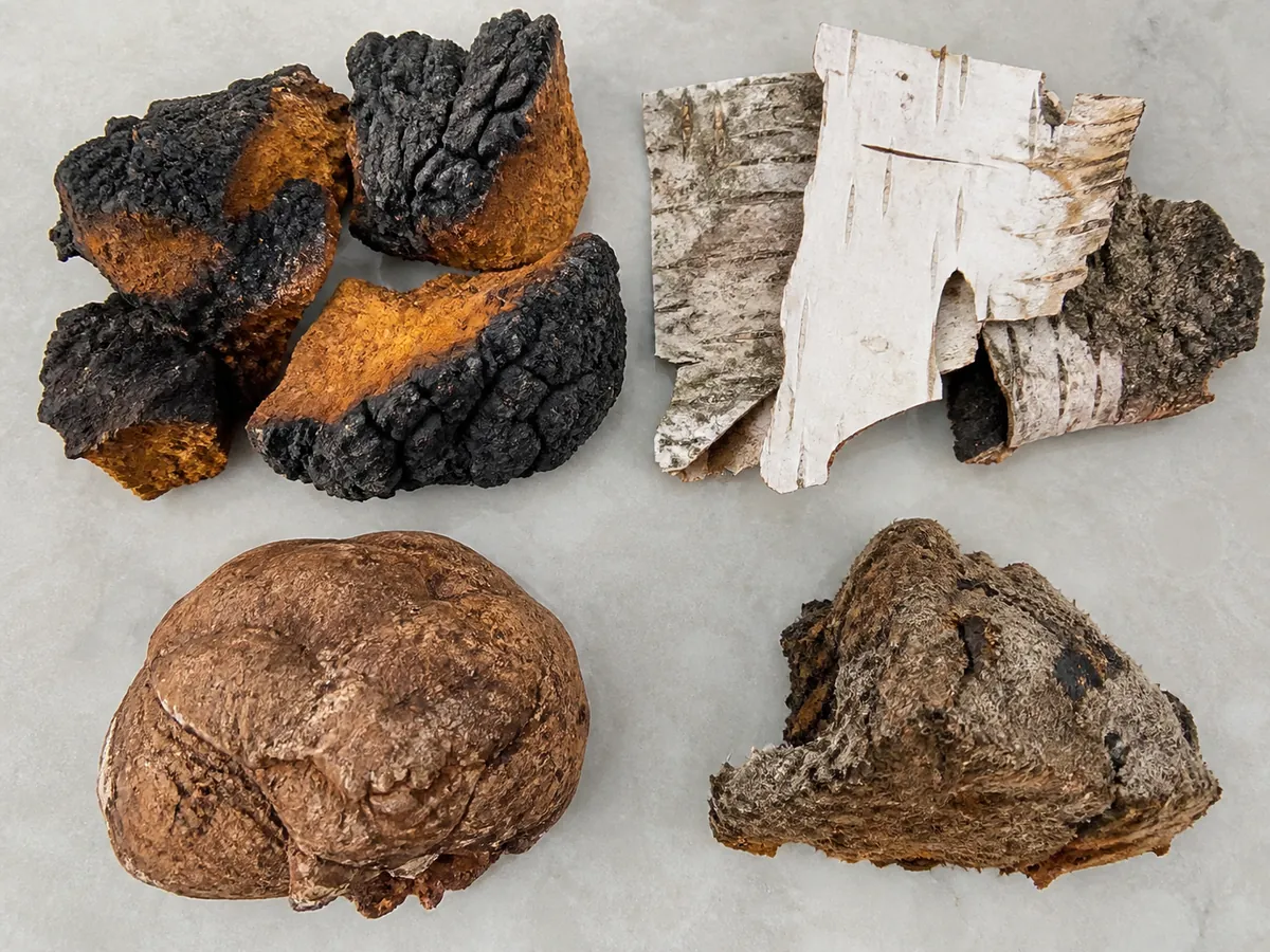 Verified chaga chunks with cracked black exterior and orange-brown interior separated from bark, a smooth burl fragment, and fuzzy damaged material
