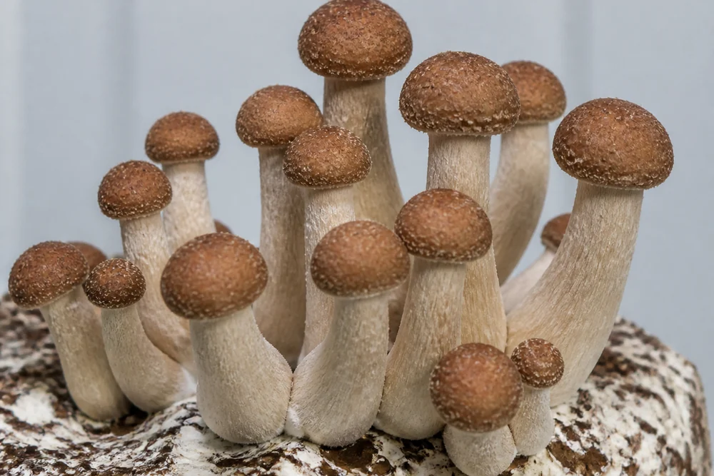 A tight cluster of chestnut mushrooms with small scaly cinnamon-brown caps and long firm pale stems growing from a substrate block