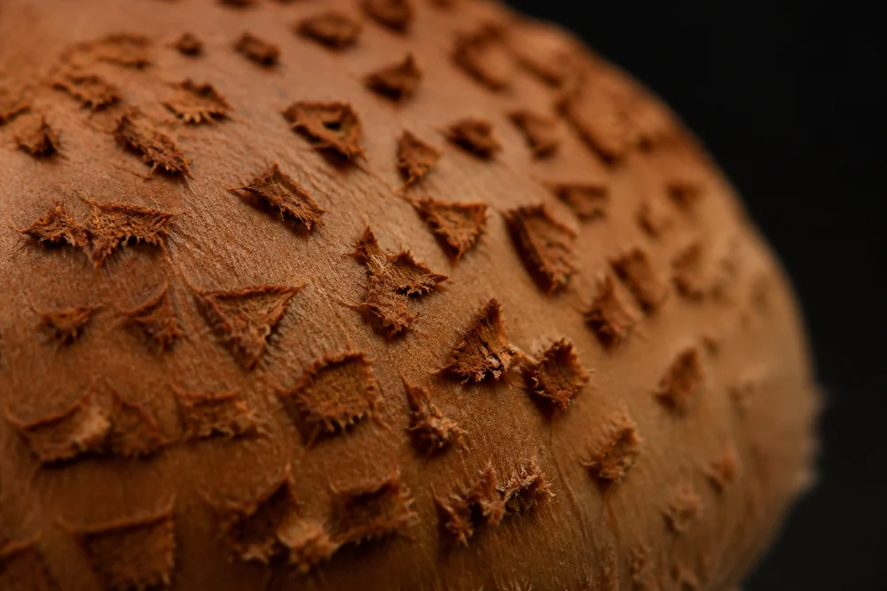 Extreme macro of a chestnut mushroom cap showing the small dry cinnamon-brown scales on the surface