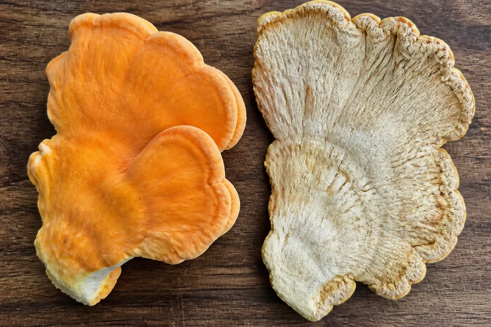 Two pieces of chicken of the woods side by side on a board, one young with soft bright orange flesh and a rounded margin, one old with faded chalky pale flesh and a dry cracked edge