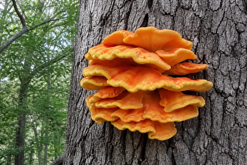 Bright orange and yellow chicken of the woods fruiting in overlapping shelves from the trunk of a living oak tree in woodland