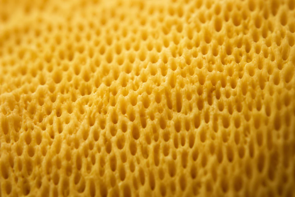 Macro view of the underside pore surface of a chicken of the woods bracket showing dense tiny yellow pores