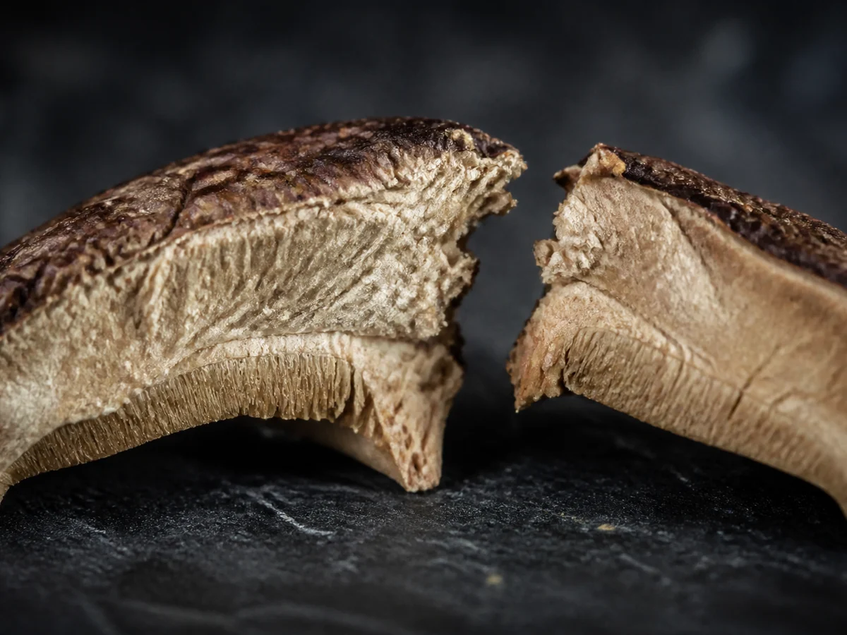 Single dried mushroom slice snapped in half showing a sharp brittle broken edge
