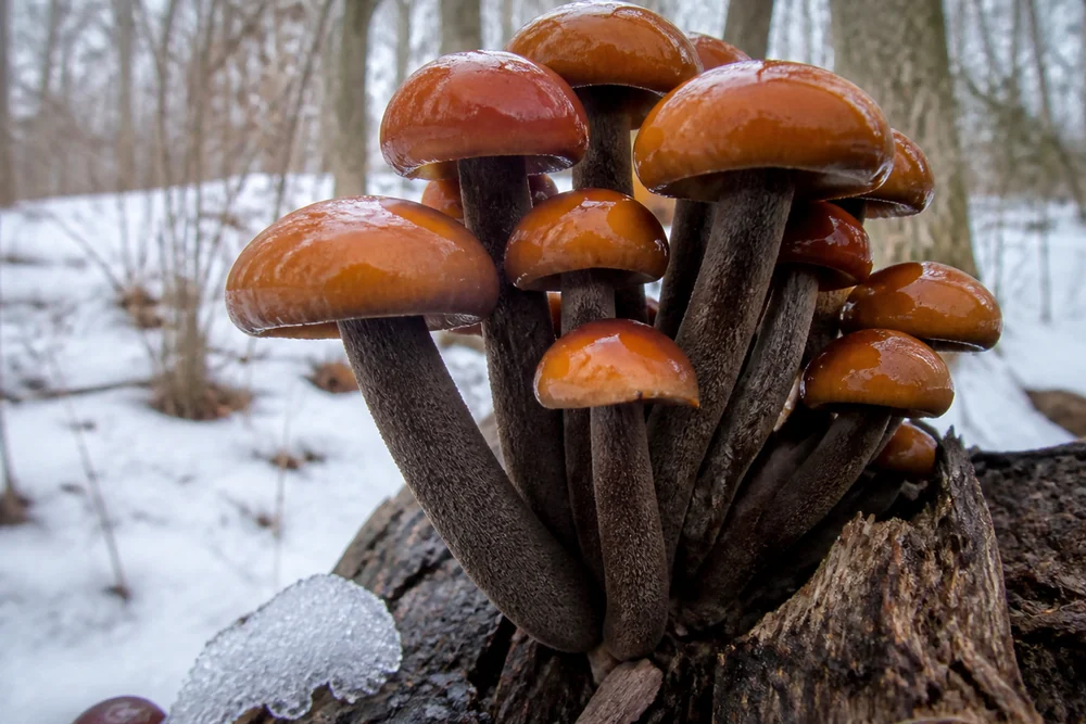 Wild velvet shank mushrooms with sticky orange-brown caps and dark velvety stems growing in a tight cluster from a hardwood log in winter woodland