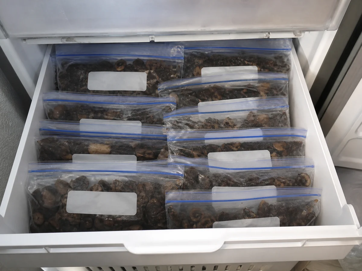 Open freezer drawer packed with flat sealed bags of cooked mushrooms stacked like files