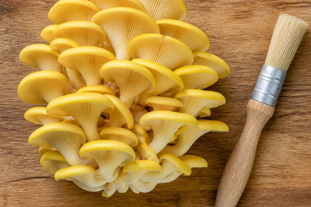 A cluster of bright yellow golden oyster mushrooms on a wooden board with a soft brush beside it and the substrate base trimmed away