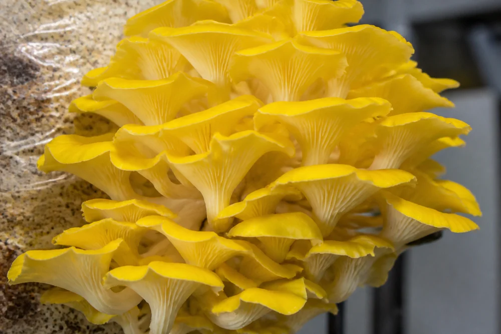 A dense bright yellow cluster of golden oyster mushrooms with thin fluted caps growing from a substrate block in soft even light