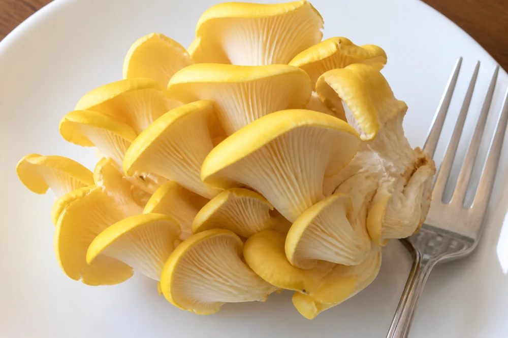 A single raw bright yellow golden oyster cluster on a white plate beside a fork, untouched and uncooked