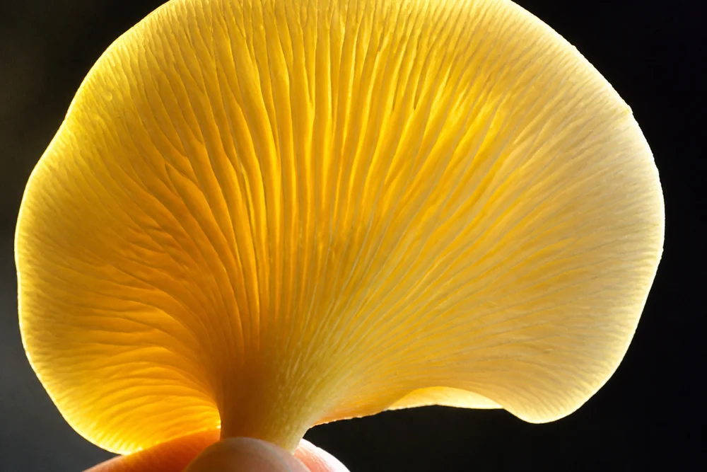 A single golden oyster mushroom cap held against a dark background with light passing through the thin translucent flesh at the edge