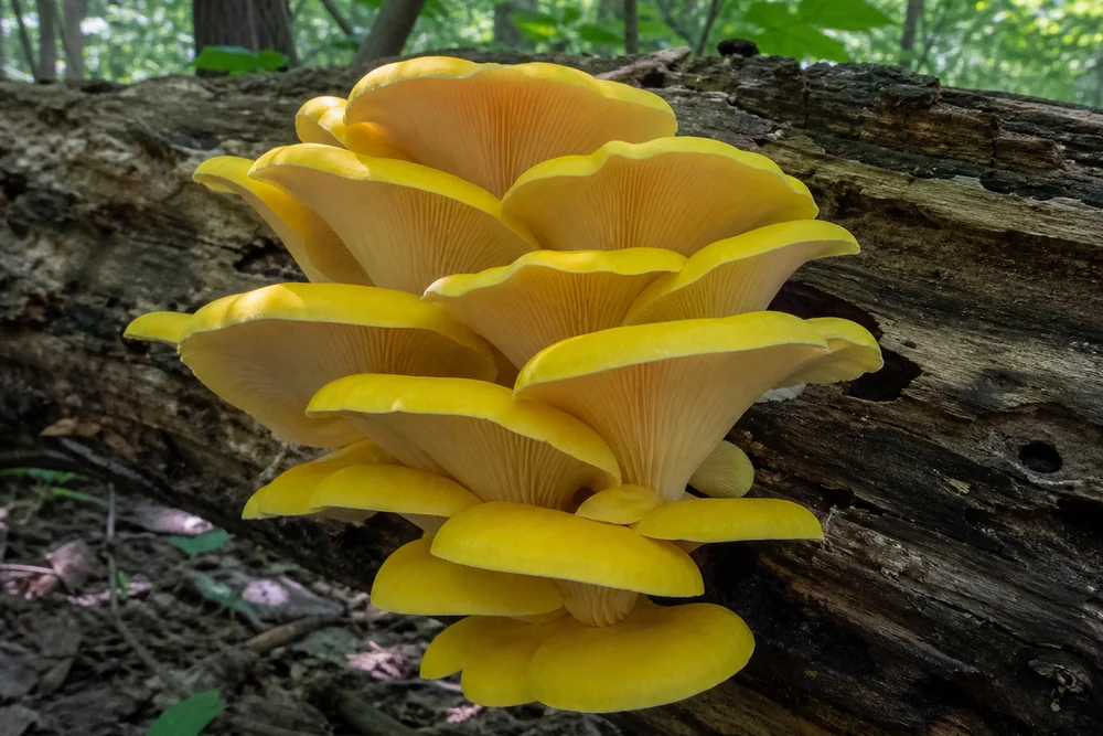 Bright yellow golden oyster mushrooms fruiting in overlapping shelves from a dead hardwood log in a Midwestern woodland in dappled summer light