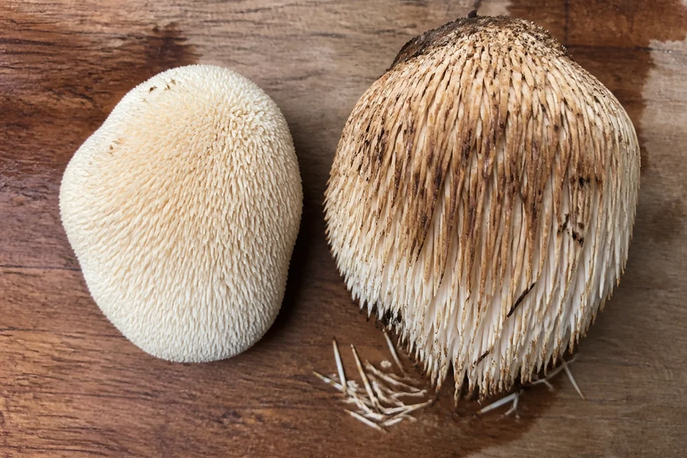 Two hedgehog mushrooms side by side on a board, one young with short pale cream spines and one older with long darkening spines starting to drop