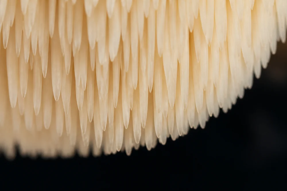 Extreme macro of the underside of a hedgehog mushroom showing the dense soft cream colored spines hanging down instead of gills