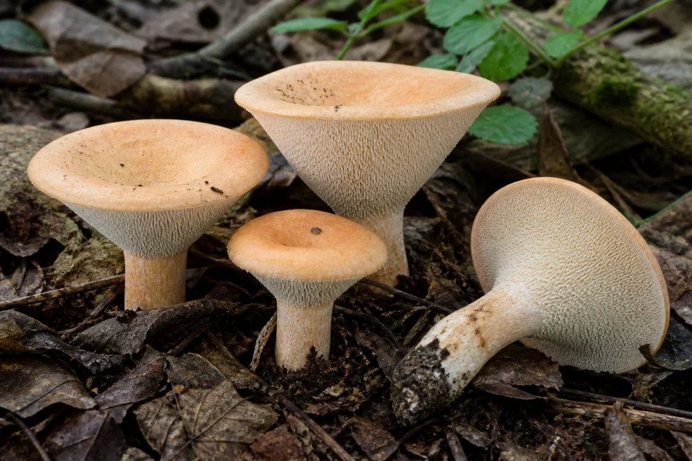Hedgehog mushrooms with pale apricot caps growing in woodland leaf litter, one tipped over to show the cream colored spines underneath