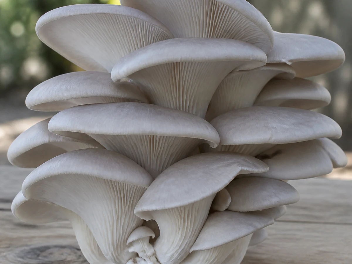 Whole shelving cluster of pale gray oyster mushrooms in overlapping fan-shaped tiers growing from a single thick base on a wooden board