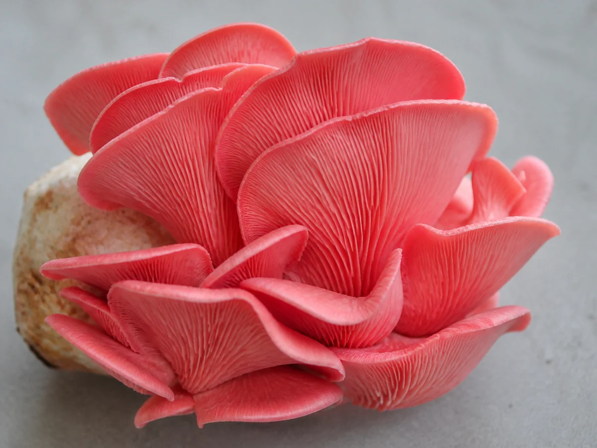 Vivid hot pink oyster mushroom cluster with thin frilled fan-shaped caps in overlapping tiers on a pale gray surface