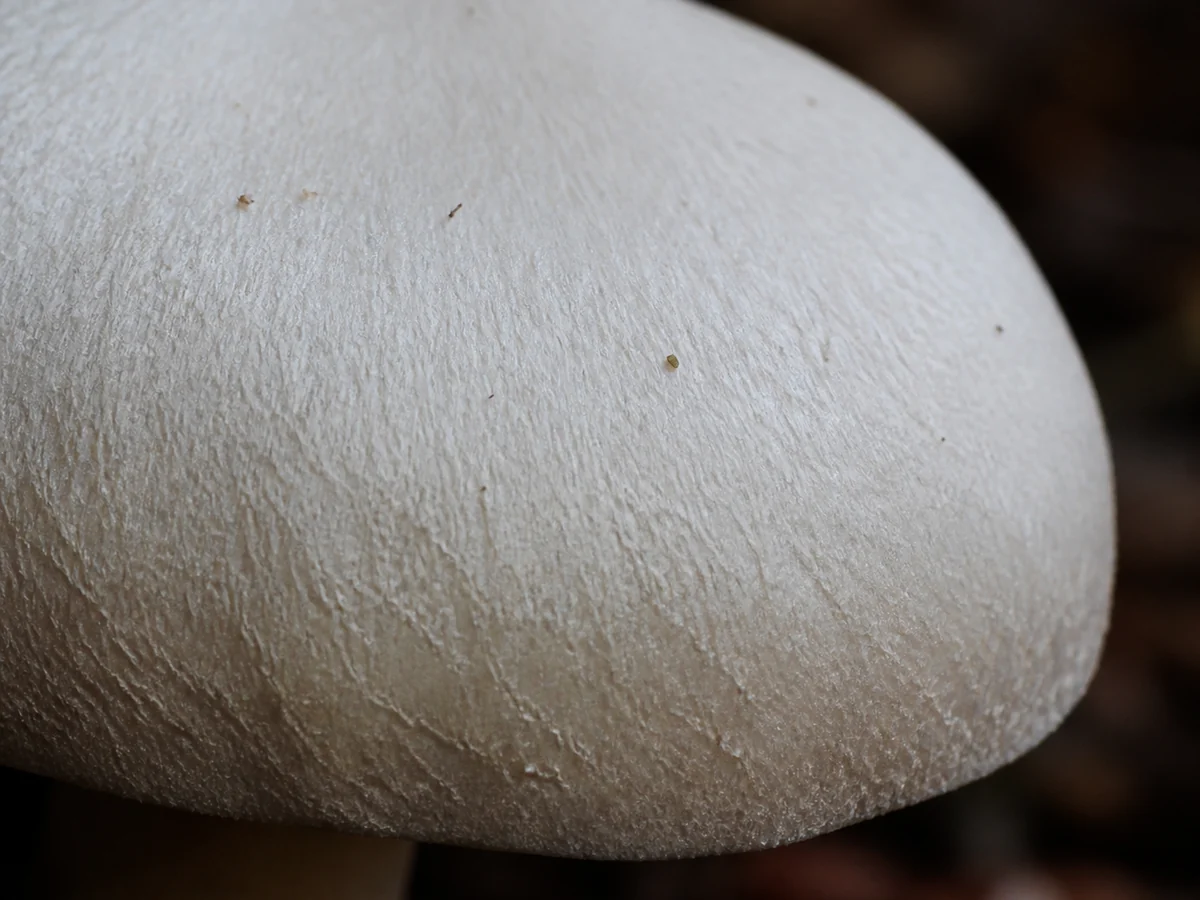 Extreme close view of the dry matte velvety cap surface of a fresh white mushroom with a firm intact edge