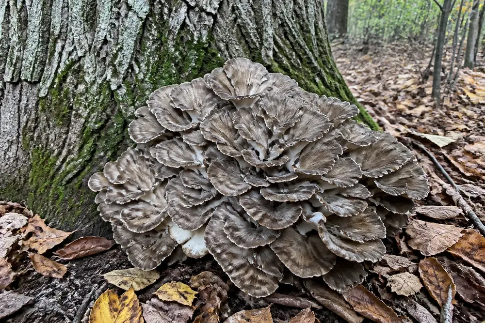 A large hen of the woods maitake fruiting at the base of an old oak trunk in autumn woodland among bark and leaf litter