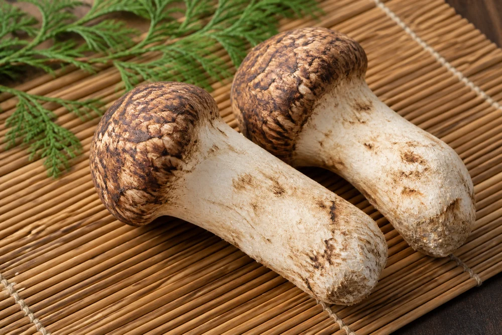 Two whole matsutake mushrooms with thick firm white stems and brown scaly caps, the veil still unbroken