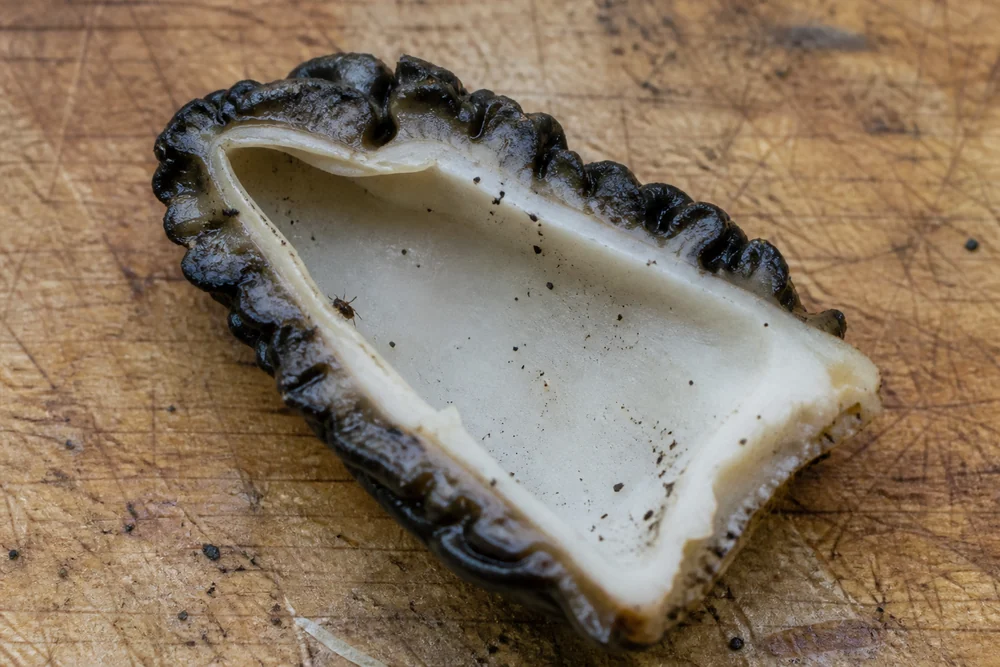 A halved black morel on a board with grit and a small insect visible inside the hollow chamber