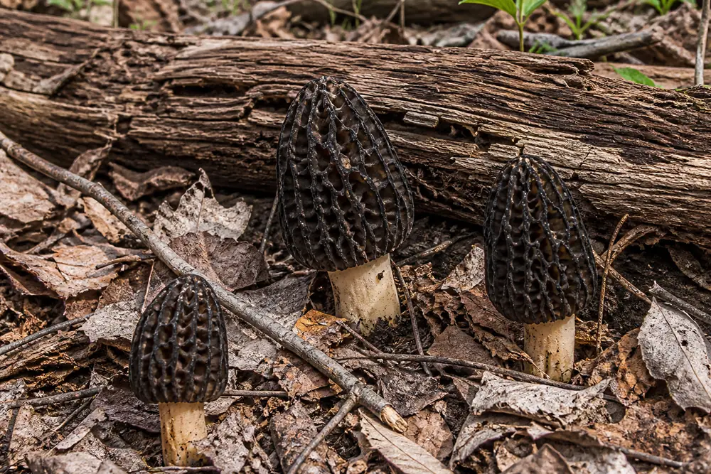 Black morel mushrooms growing among leaf litter and dead elm wood in spring woodland