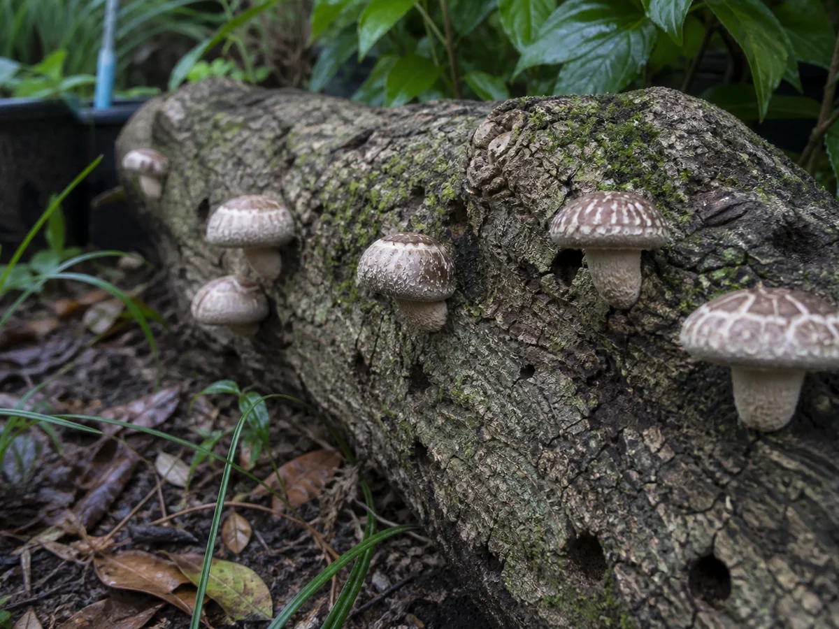 Brown shiitake mushrooms with cracked caps growing from a drilled hardwood log in a garden