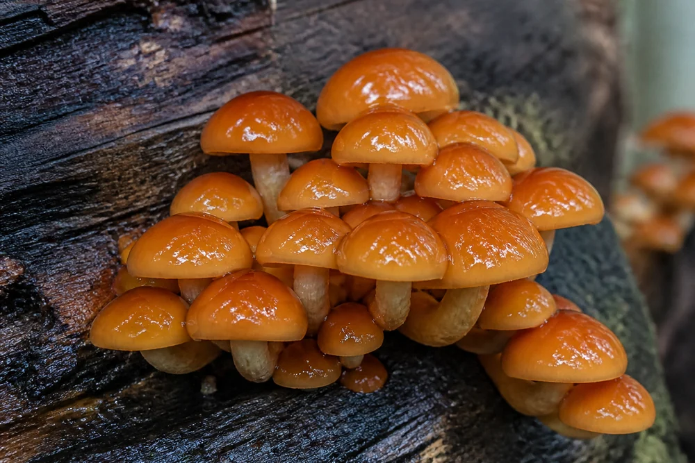 A cluster of small amber-orange nameko mushrooms with glossy wet caps growing from a wooden log