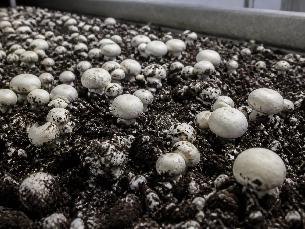 Small pale button mushrooms pushing up through dark casing soil in an indoor growing tray