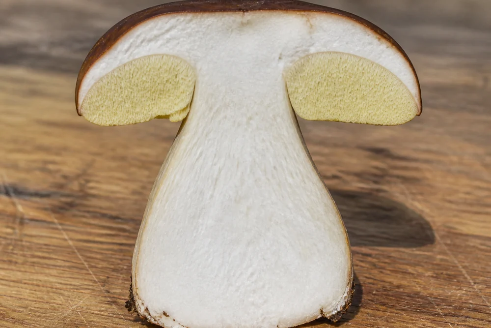 A porcini mushroom cut in half lengthwise on a board showing the pale firm interior and the spongy pore layer under the cap