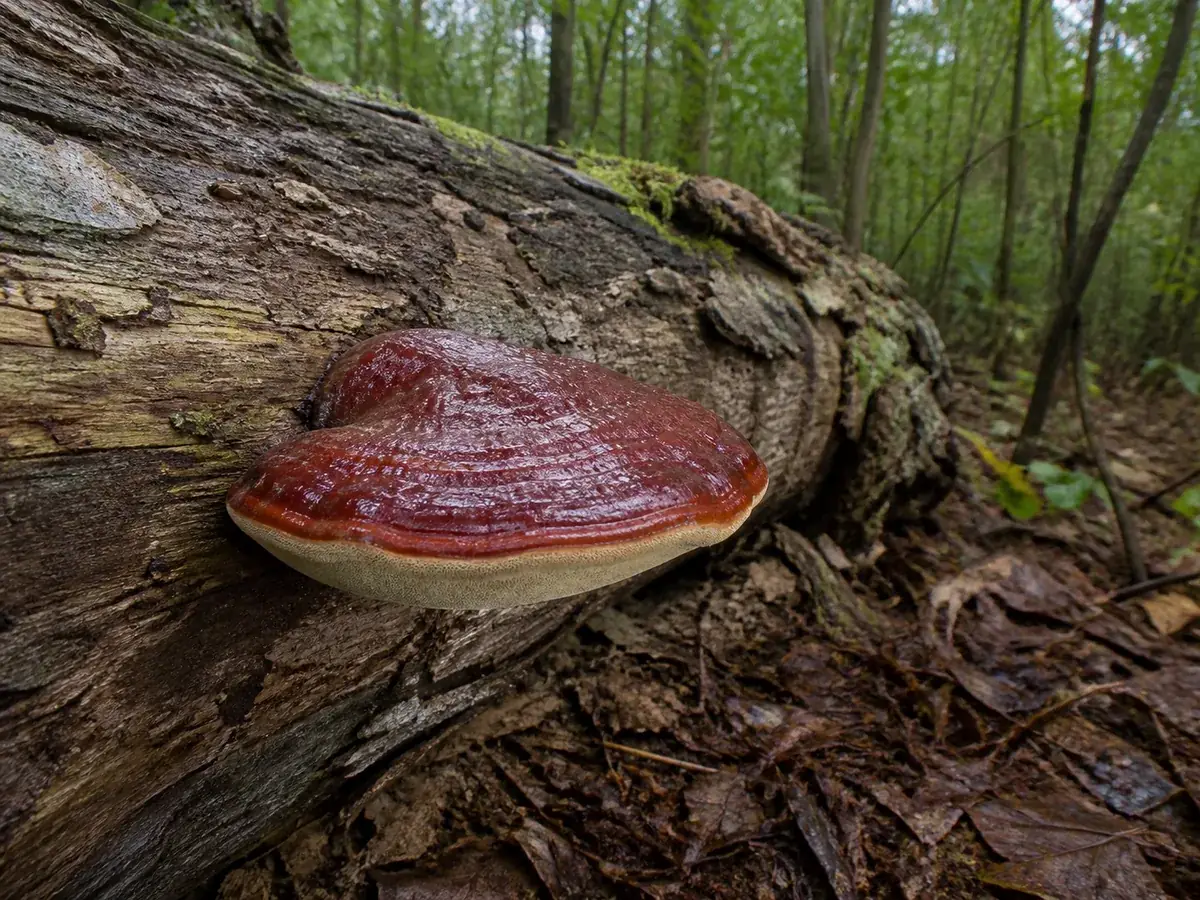 Mature red-brown Ganoderma bracket growing from a fallen hardwood log in leaf litter
