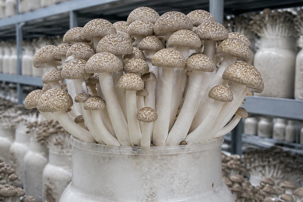 A dense cluster of brown beech shimeji mushrooms with marbled caps growing from a cultivation bottle in a mushroom farm