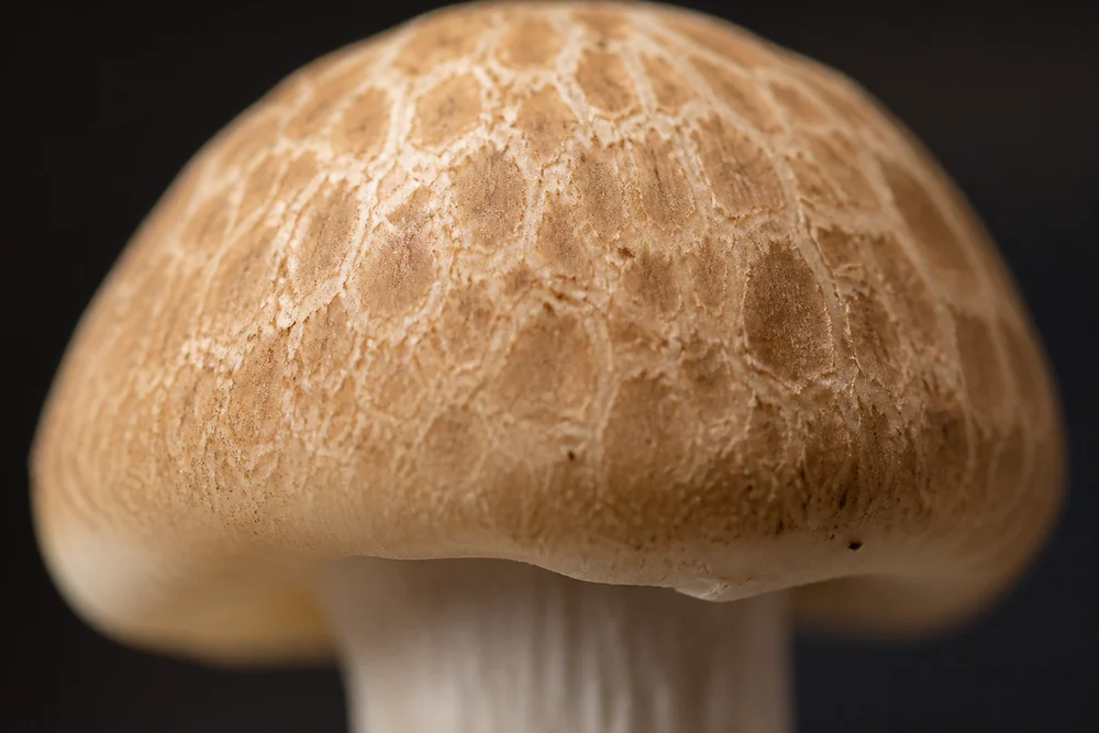 Macro view of a single raw shimeji mushroom cap showing the marbled brown surface and the pale firm flesh underneath