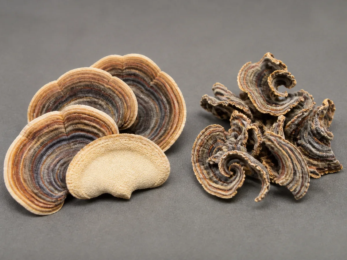 Flexible fresh turkey tail fans beside curled rigid dried pieces