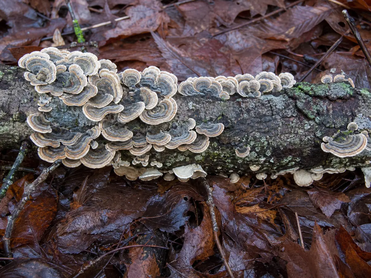 Authentic turkey tail growing in overlapping banded fans on a fallen hardwood branch