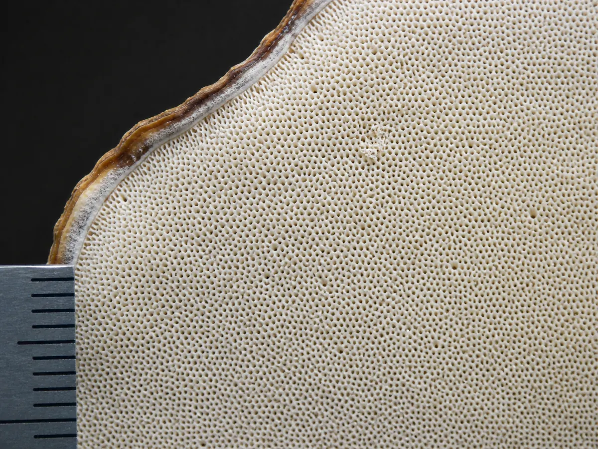 Macro view of the cream pore surface on authenticated turkey tail with a millimeter scale