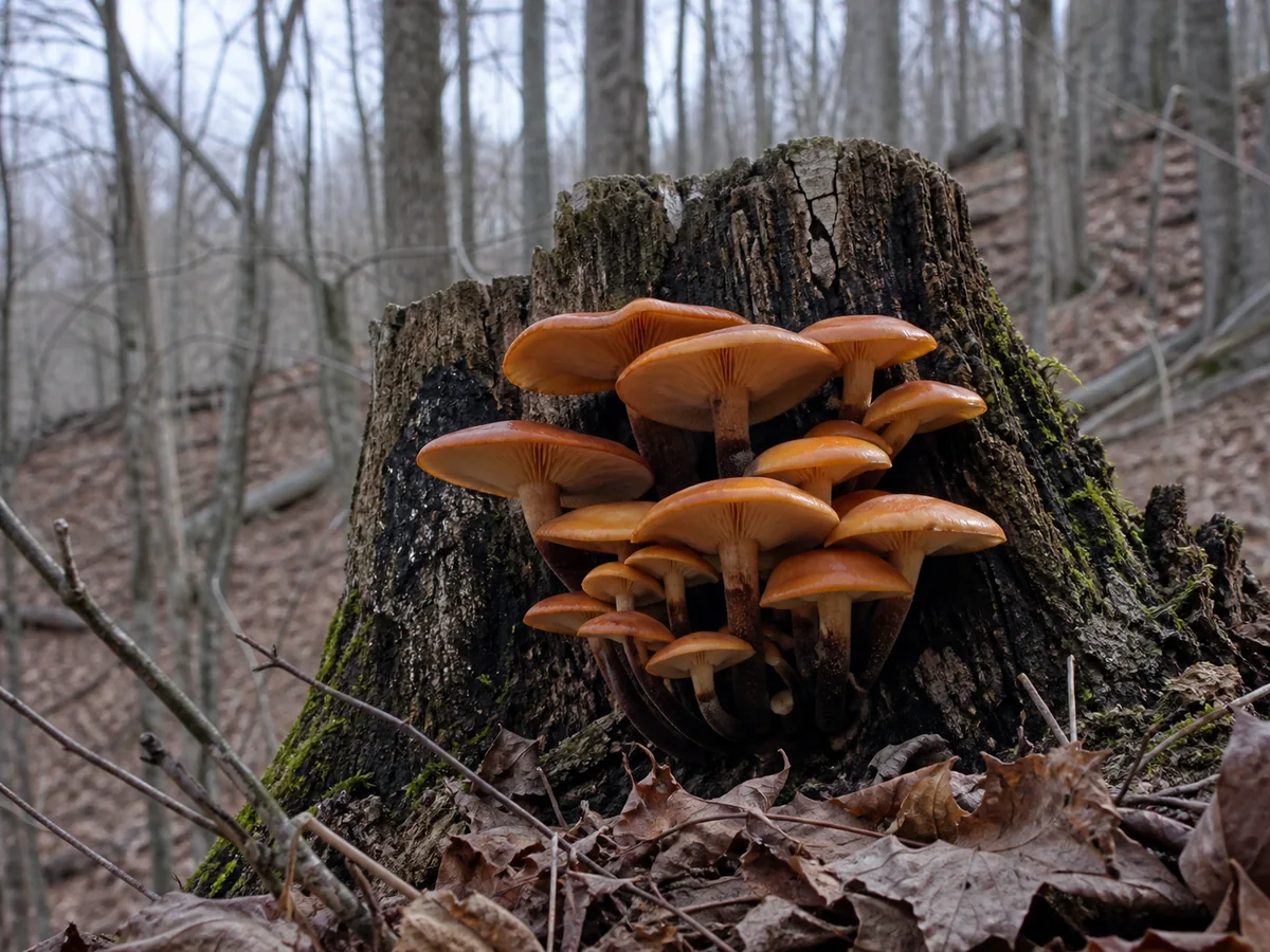 Orange-brown velvet shank caps growing from cold-weather hardwood with dark velvety stem bases visible
