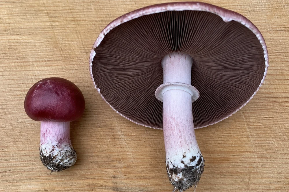 A small firm unopened wine cap button beside a large flat mature cap with dark gills showing, on a wooden board