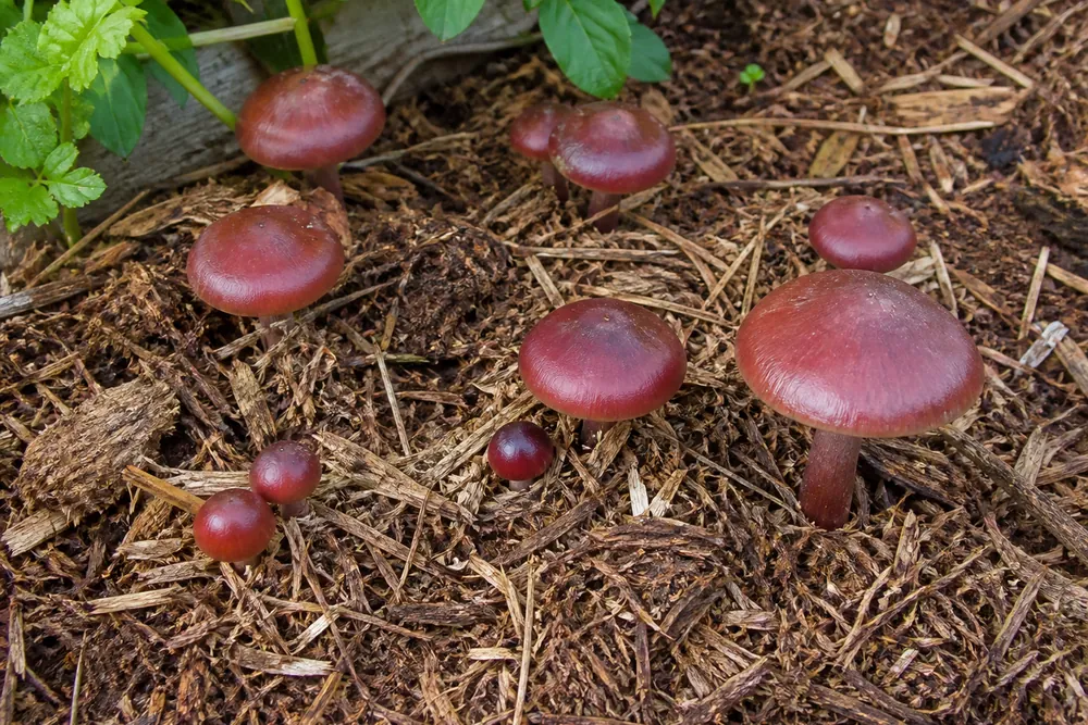 Wine cap mushrooms fruiting from a woodchip garden bed with several wine-red caps pushing up through the mulch